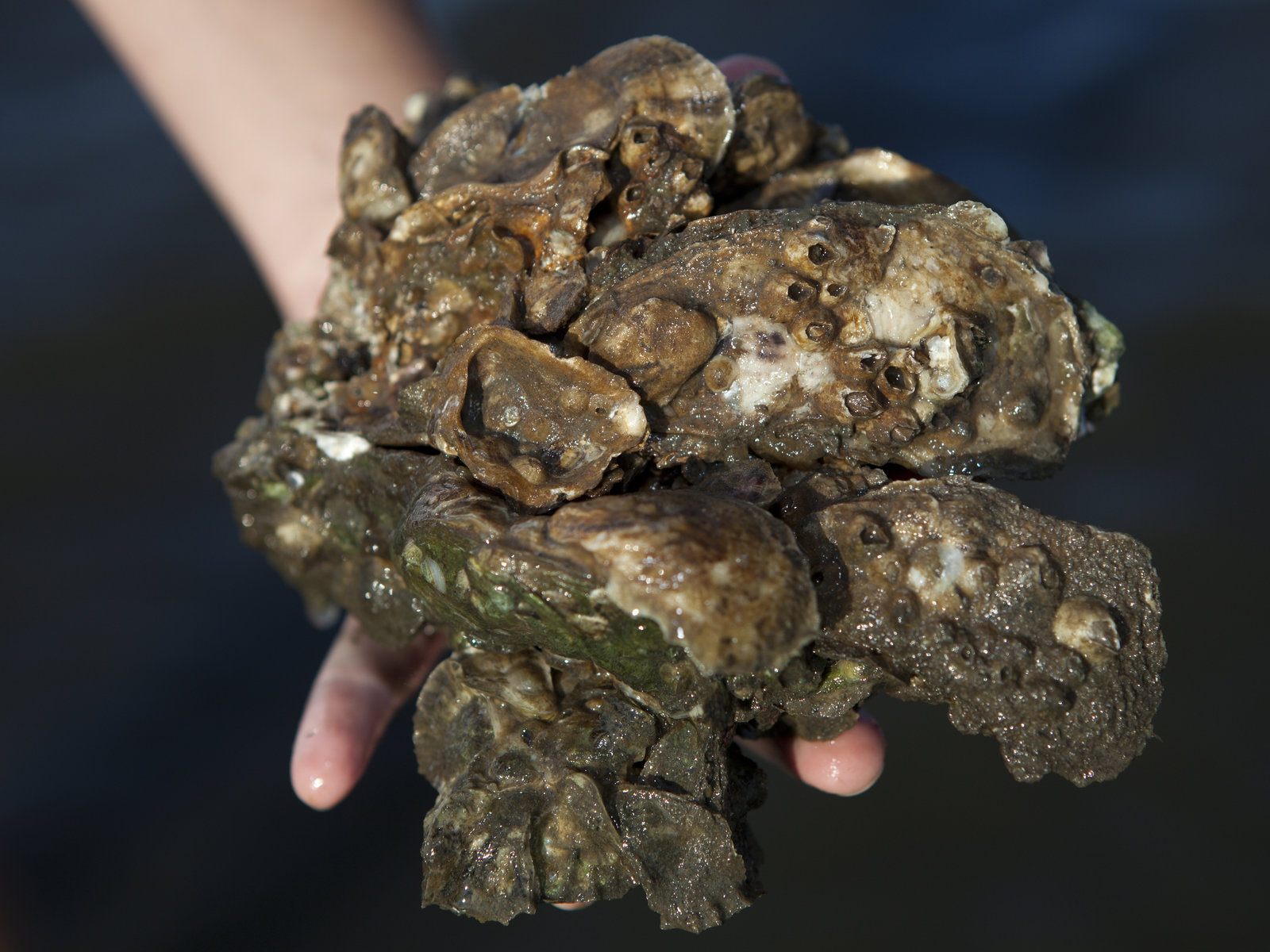 oyster-harvests.jpg