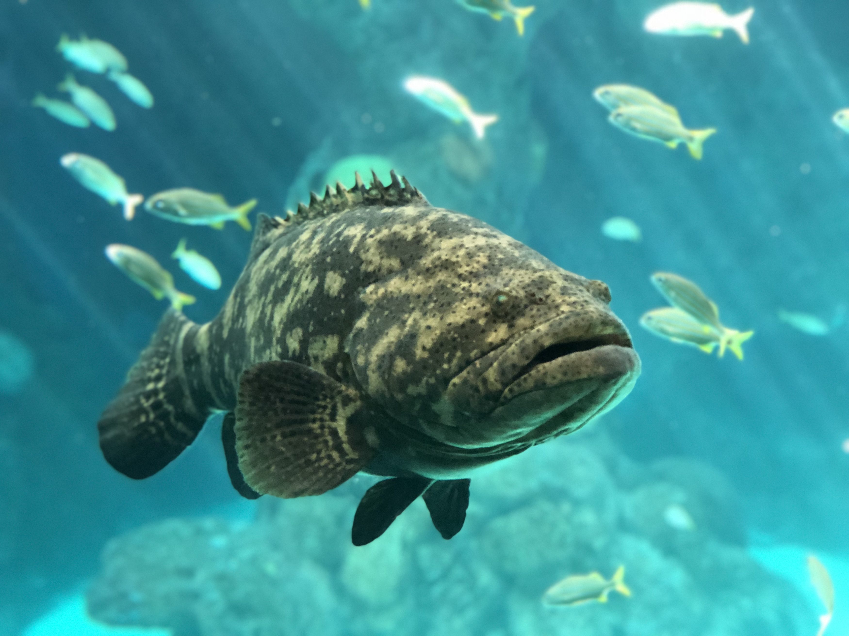 Florida Aquarium visit shutdown