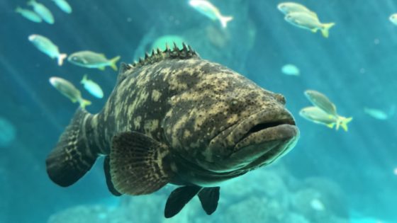 Florida Aquarium offering free visit to federal workers affected by shutdown.