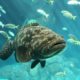 Florida Aquarium offering free visit to federal workers affected by shutdown.