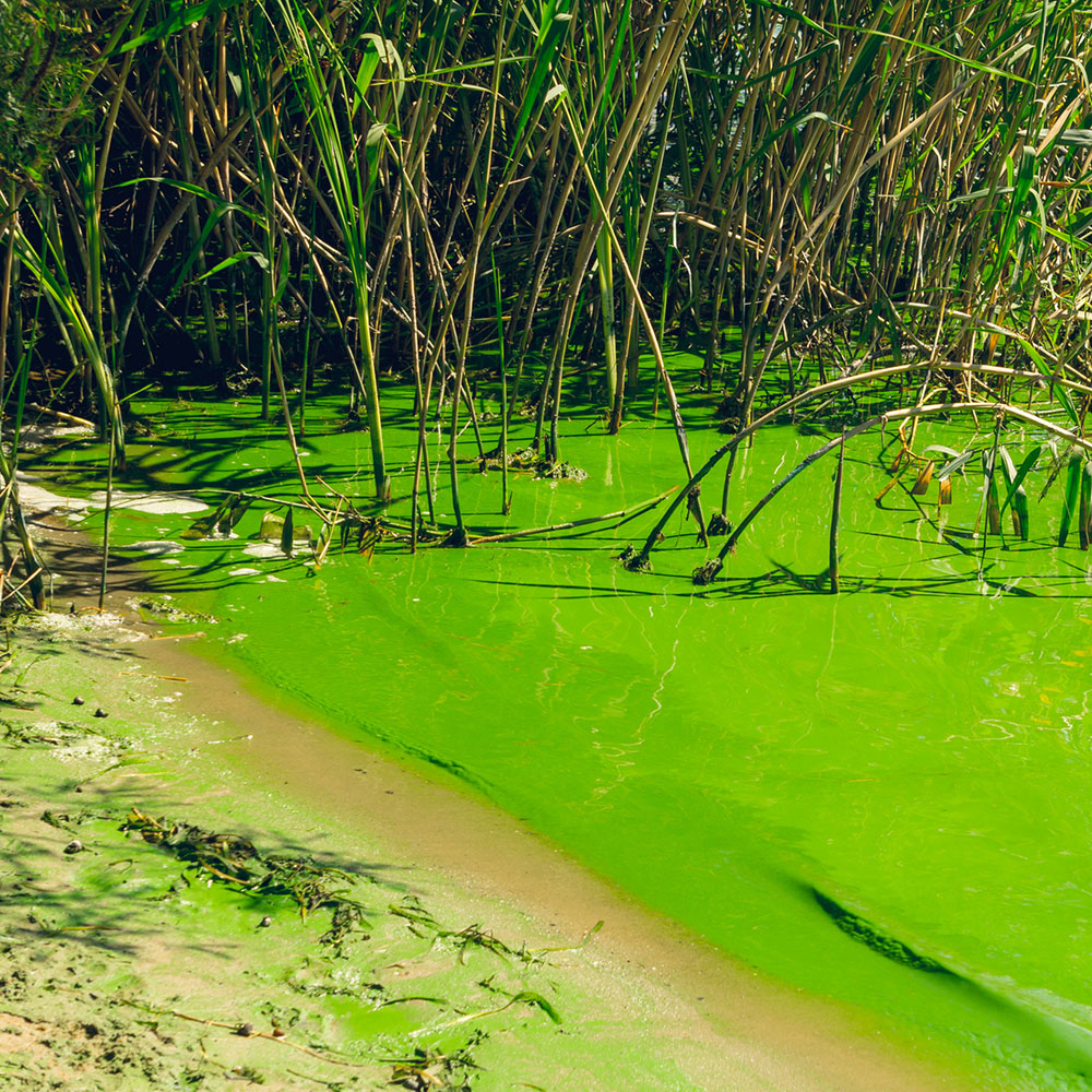 Ecological crisis. Swampy river