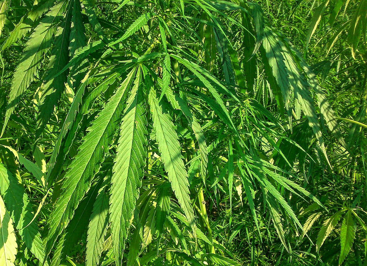 industrial-hemp-973459_1280.jpg