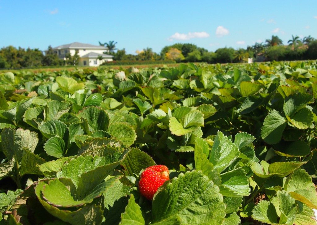 strawberry-field-homestead-1024x728