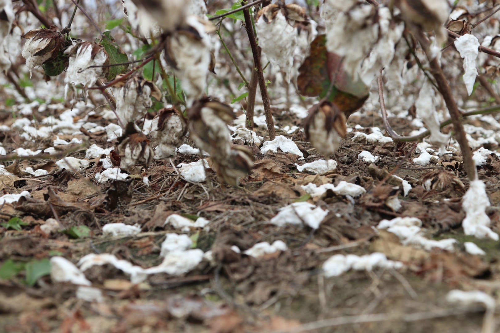 cotton michael (Large)