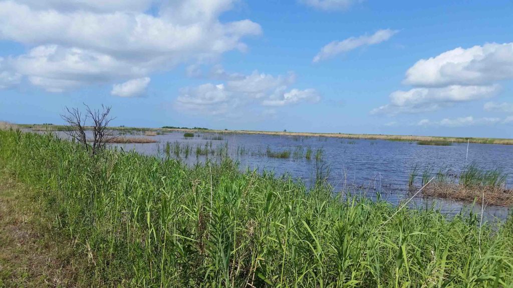 Wetlands-Mitigation-Banking-3-1024x576