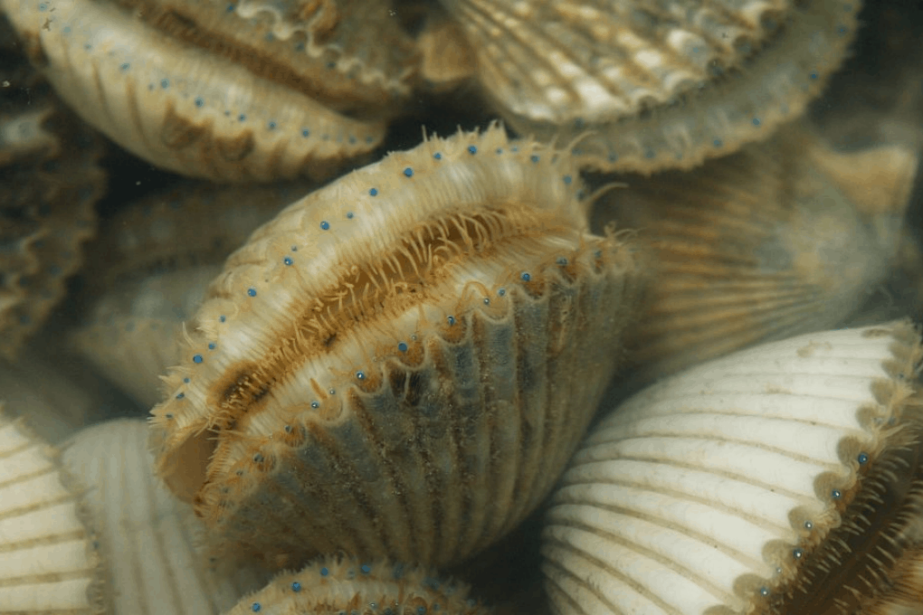 Pasco County, get ready for scallop season July 19