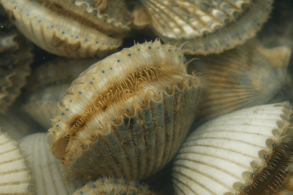 scalloping florida