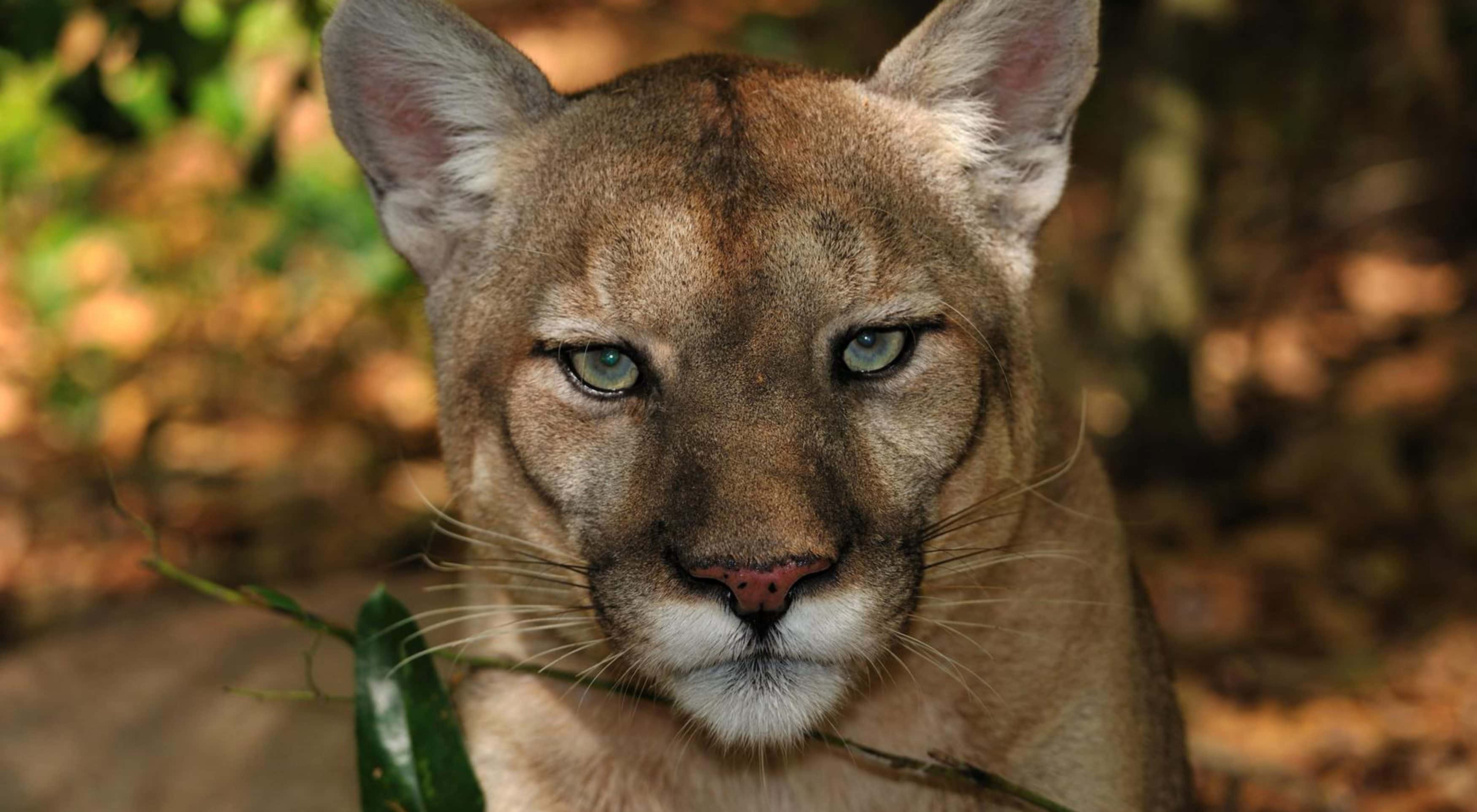 Florida Panthers