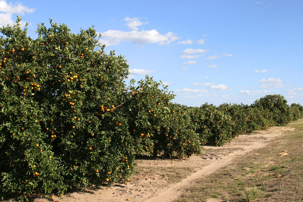 Florida Orange Crop 1