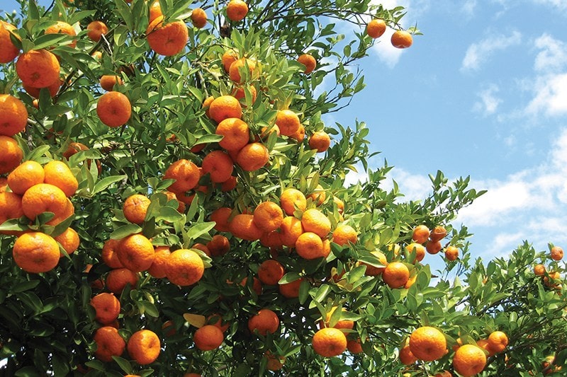 Florida citrus production faces sour predictions for 202021 season