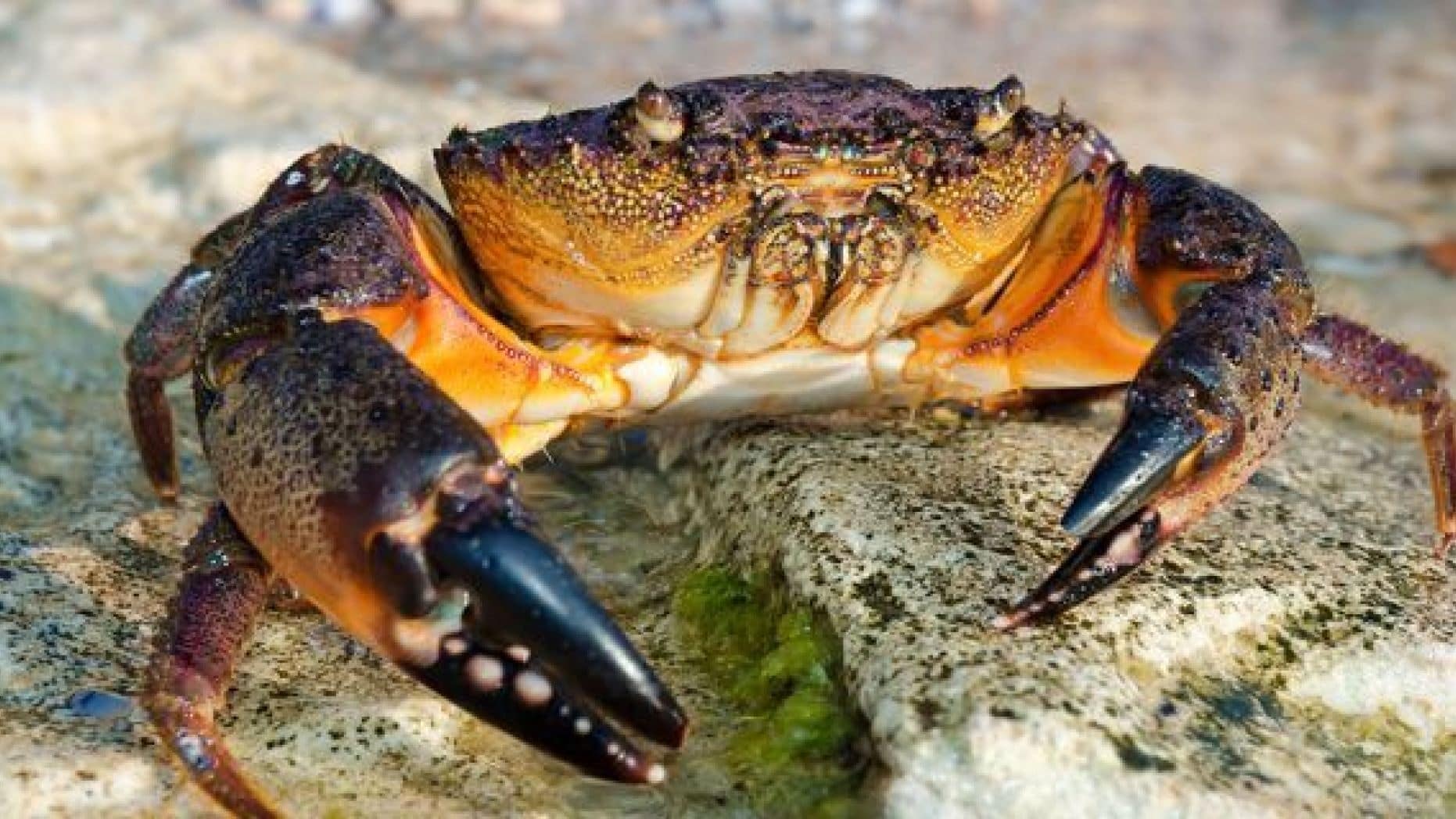 FWC changes stone crab regulations to revitalize population