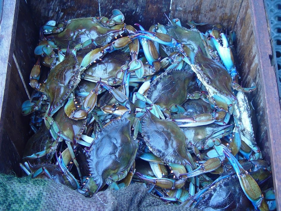 Florida blue crabs