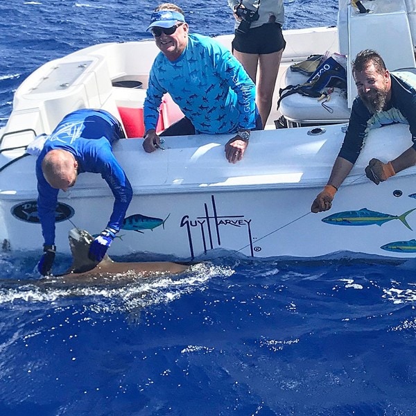 Guy Harvey tagging sharks