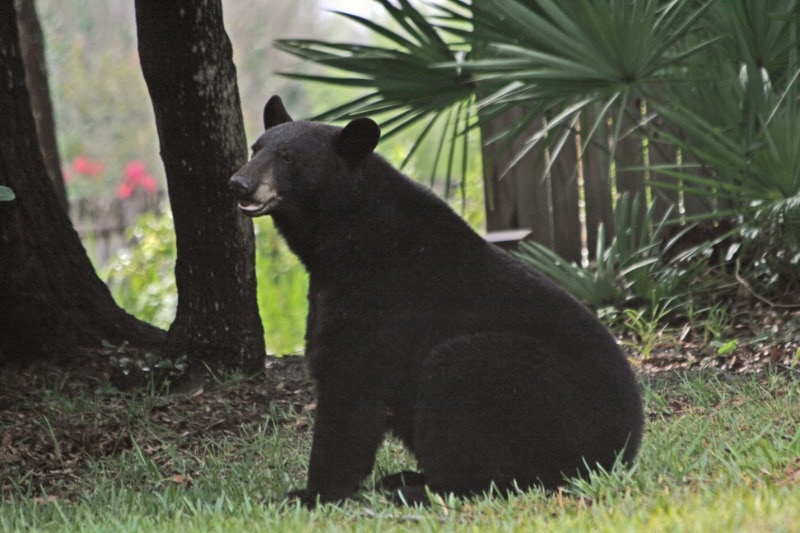 black-bear.jpg