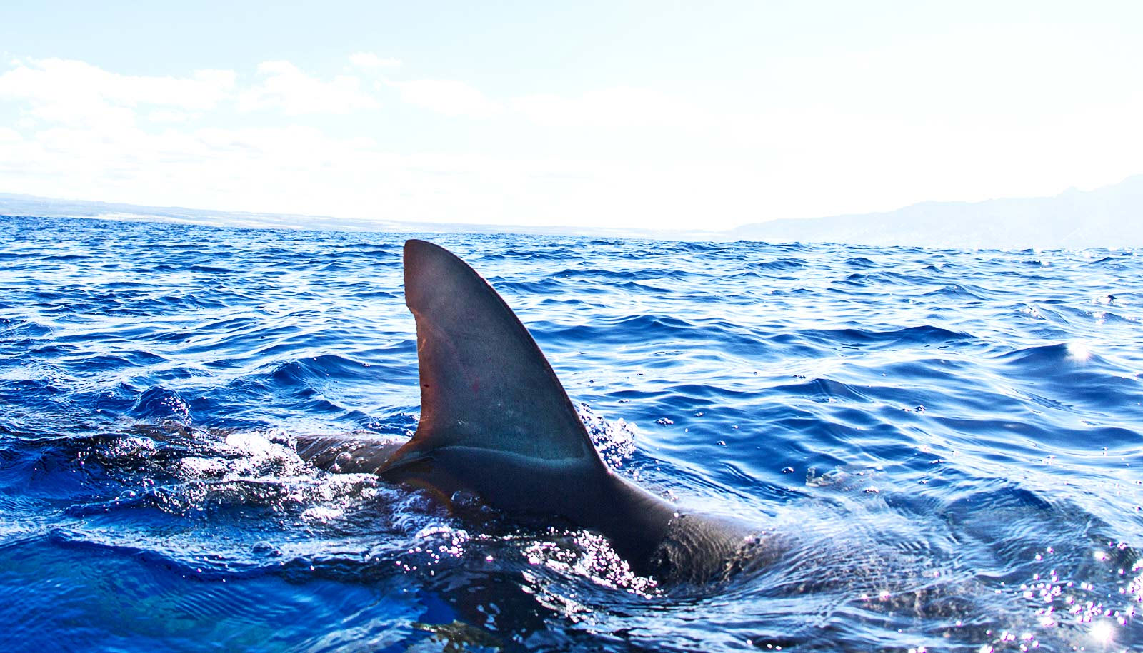 House Panel Approves Bill Banning Shark Fin Trade