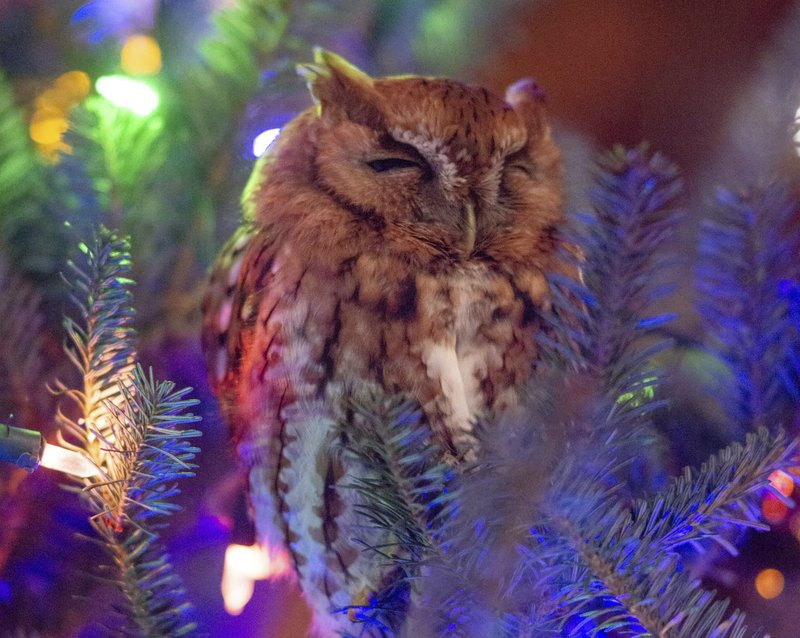 Christmas tree owl