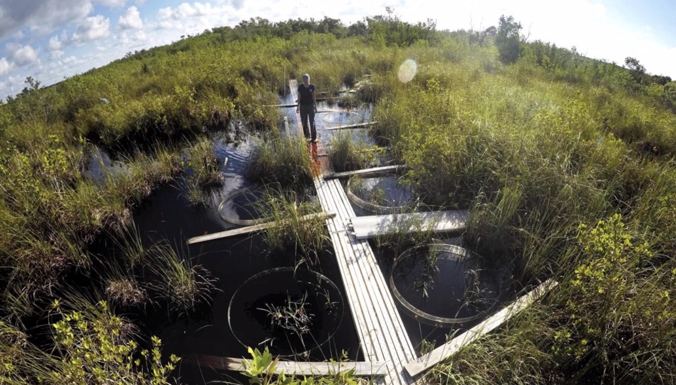 The Everglades