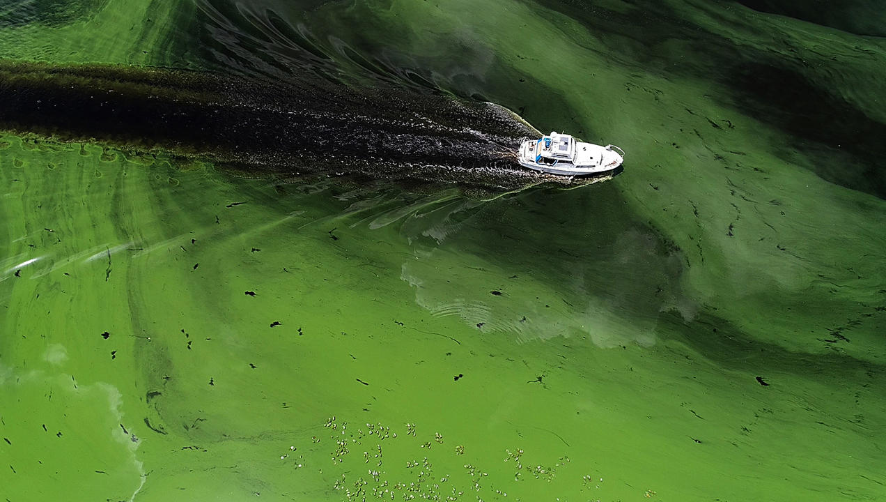 Florida's algae bloom response called too limited, too slow