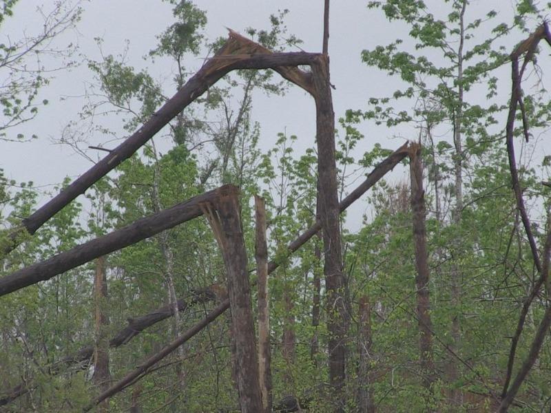 hurricane Michael timber