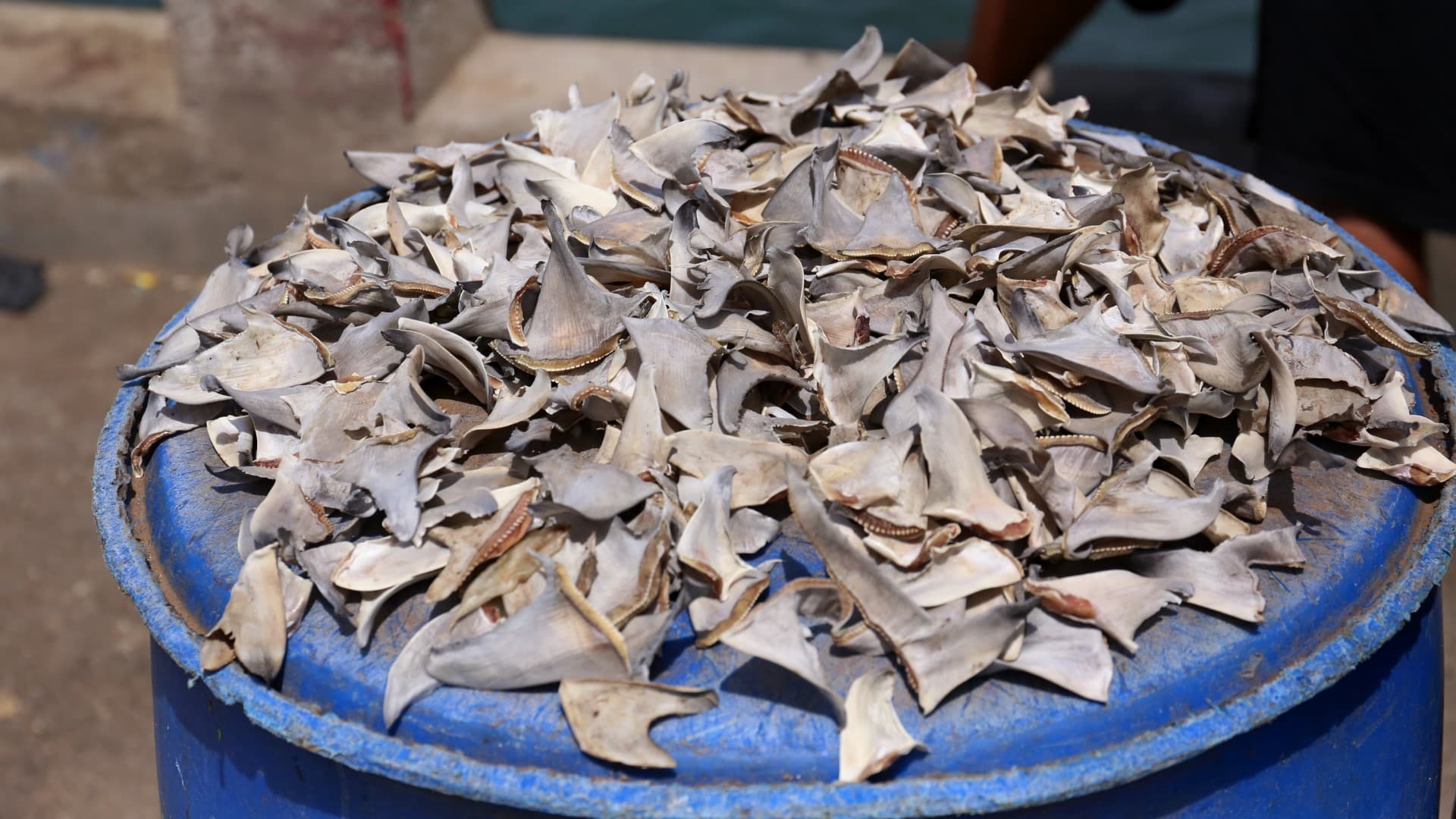 Federal bill that could eliminate shark fin sales puts pressure on N.C.  shark fishermen