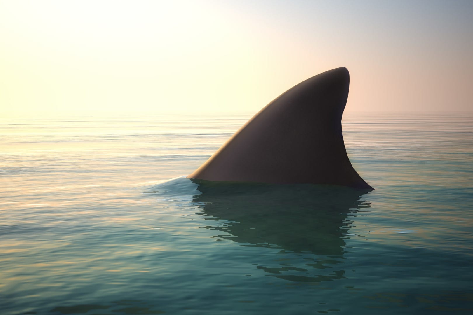 gov-desantis-signs-measure-banning-import-and-export-of-shark-fins