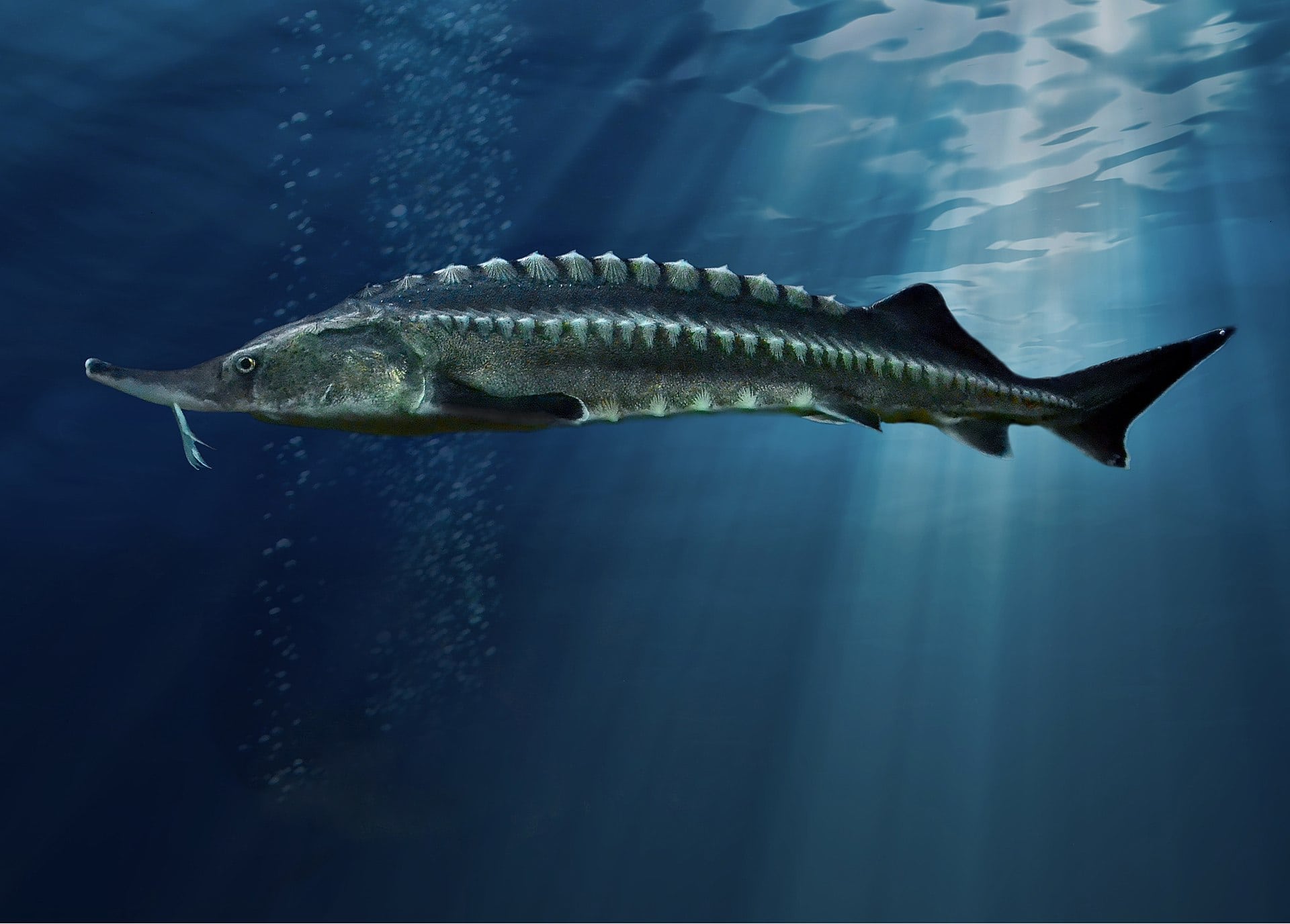 Beluga-Sturgeon.jpg