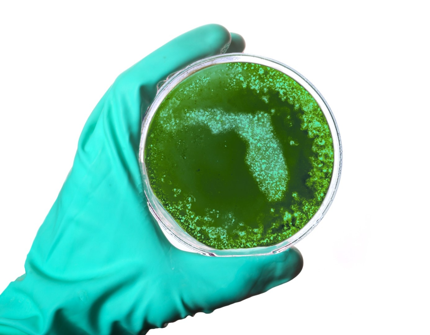 Germs in the shape of Florida in a petri dish.(series)