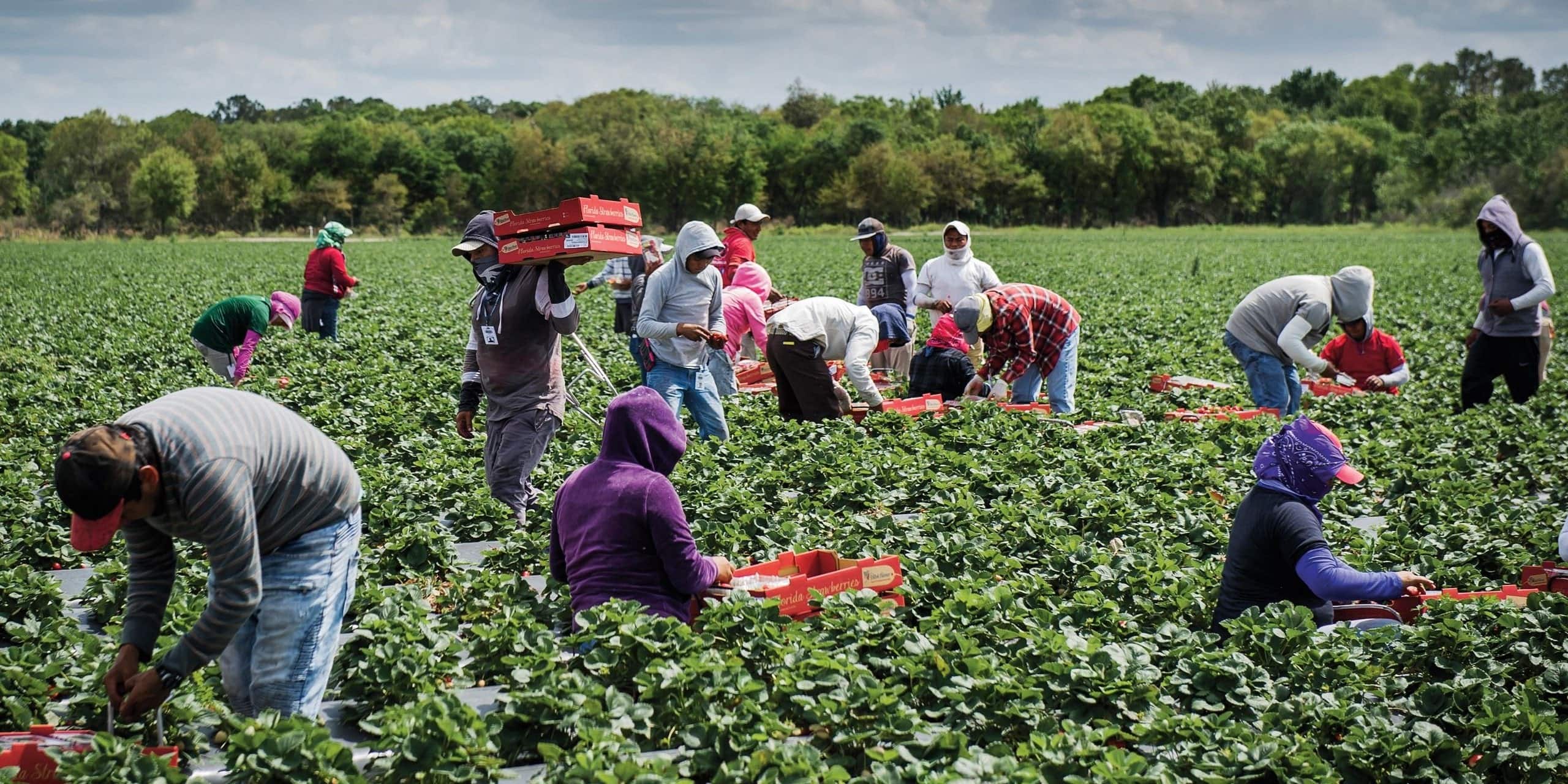 florida farm