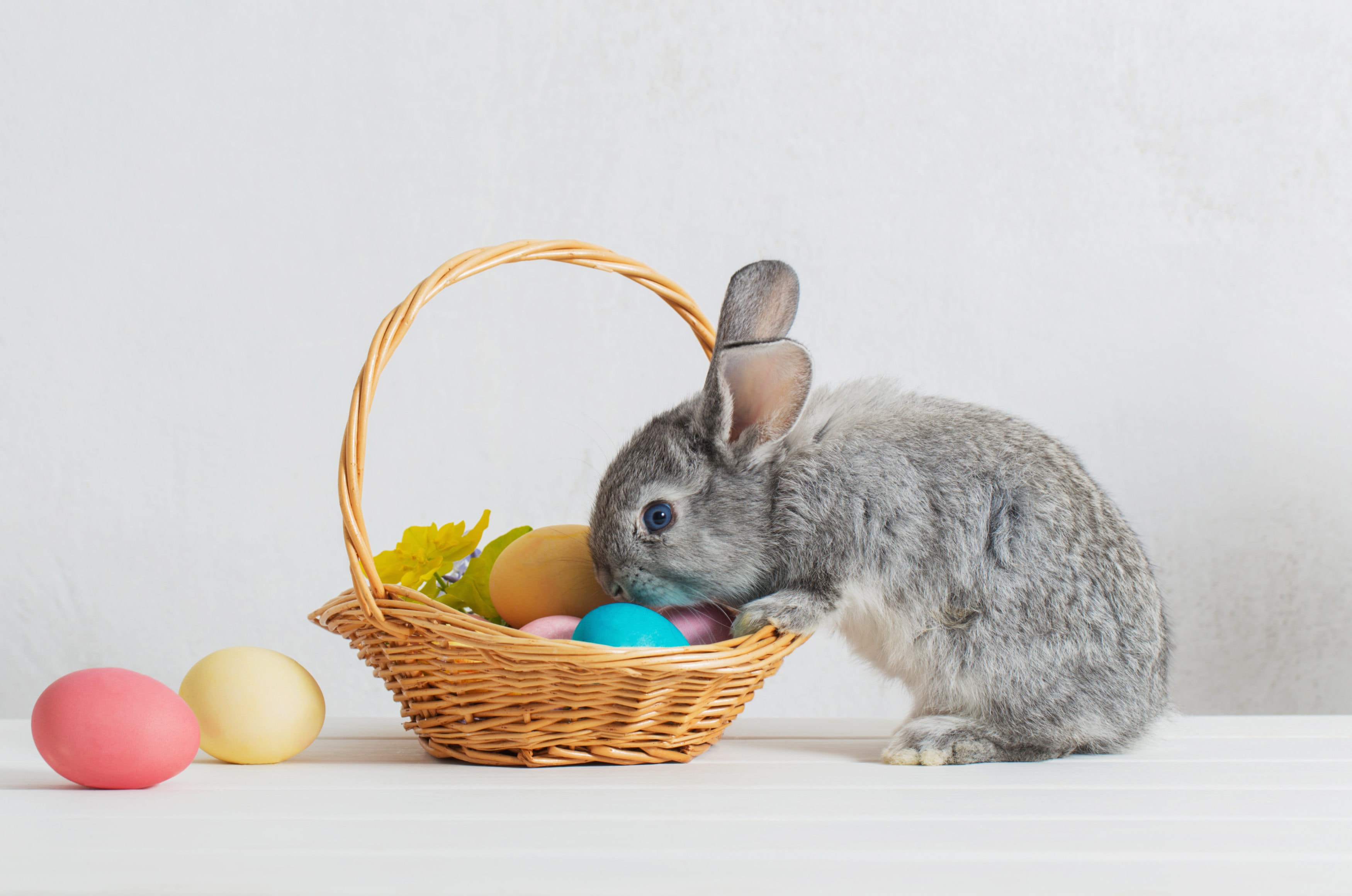 bunny with easter eggs on white background