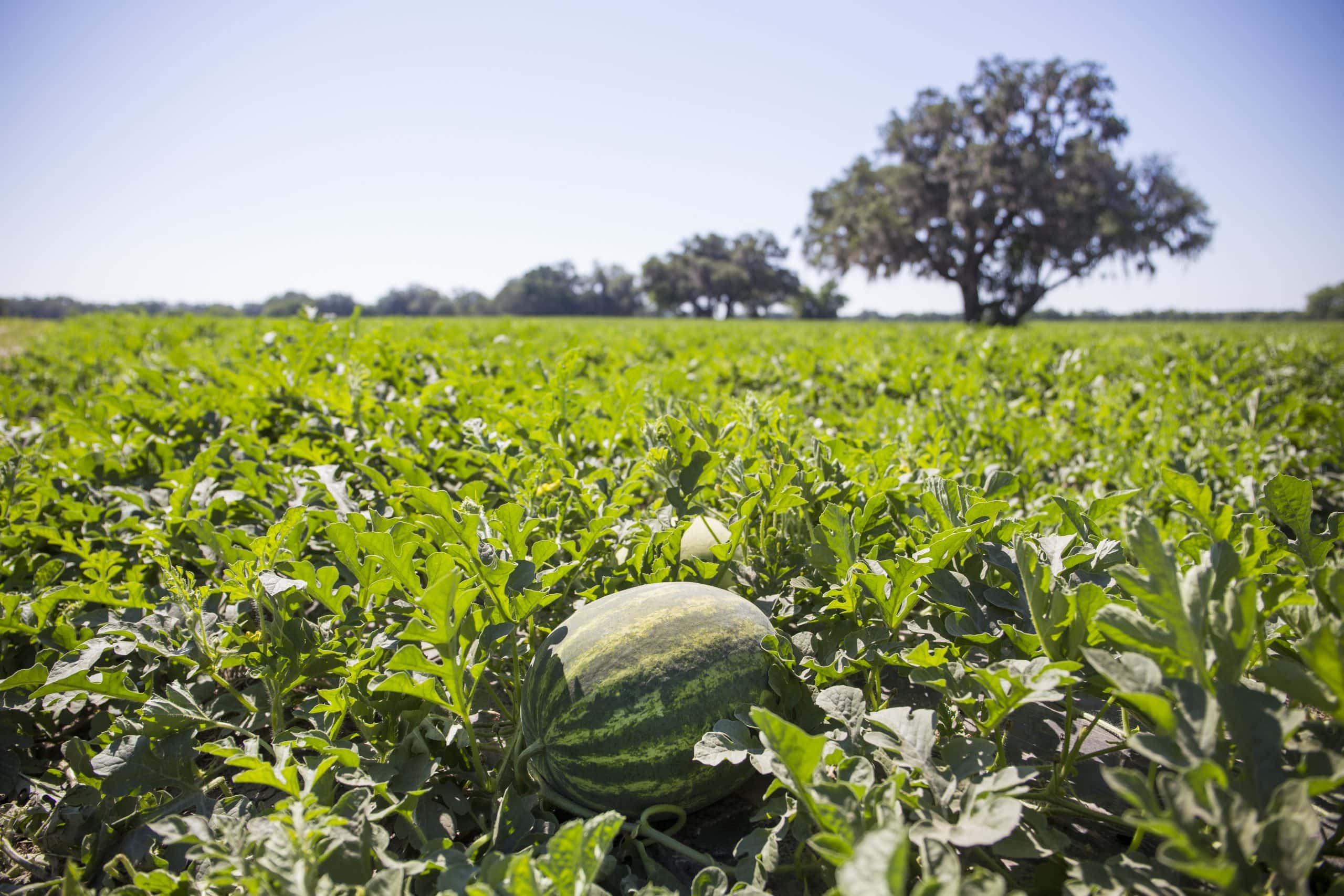 watermelon-in-field-UF-IFAS-scaled