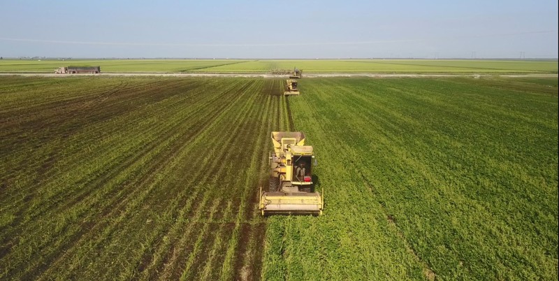 Florida vegetable crops