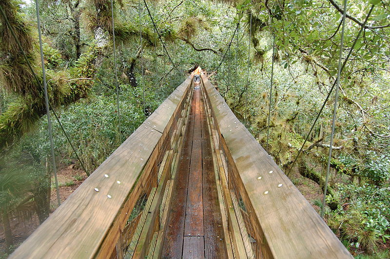 Myakka_Canopy_Walkway