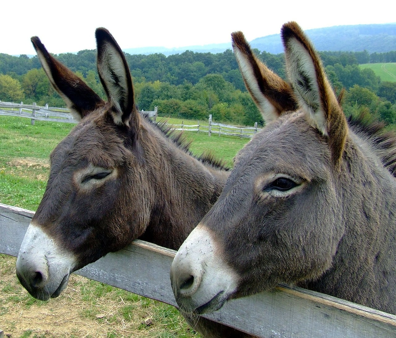 donkeys-105718_1280.jpg