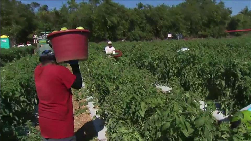 Florida farmworkers