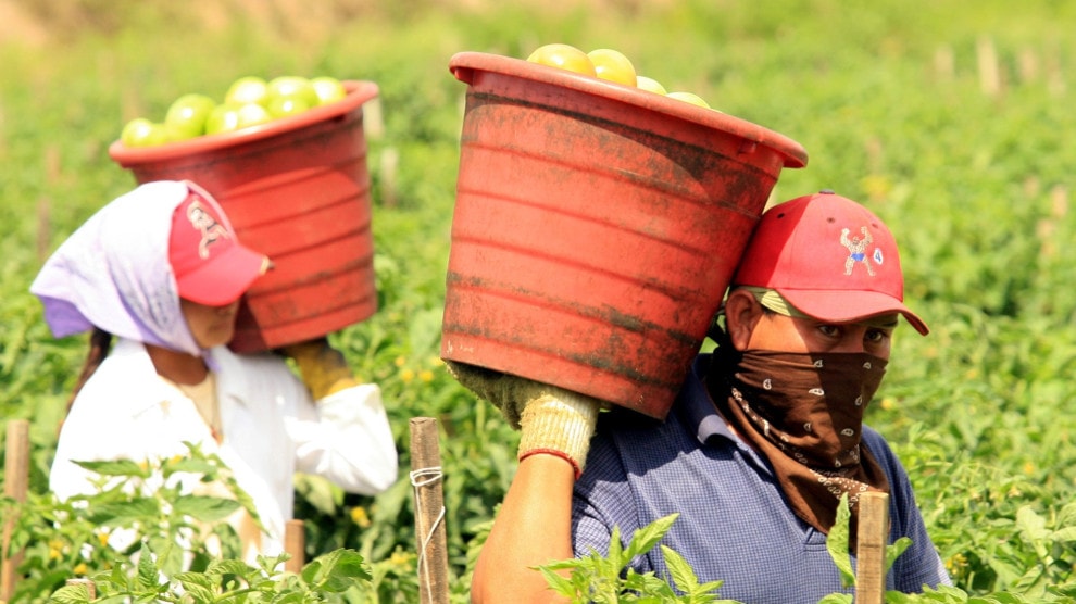 Florida farmworkers