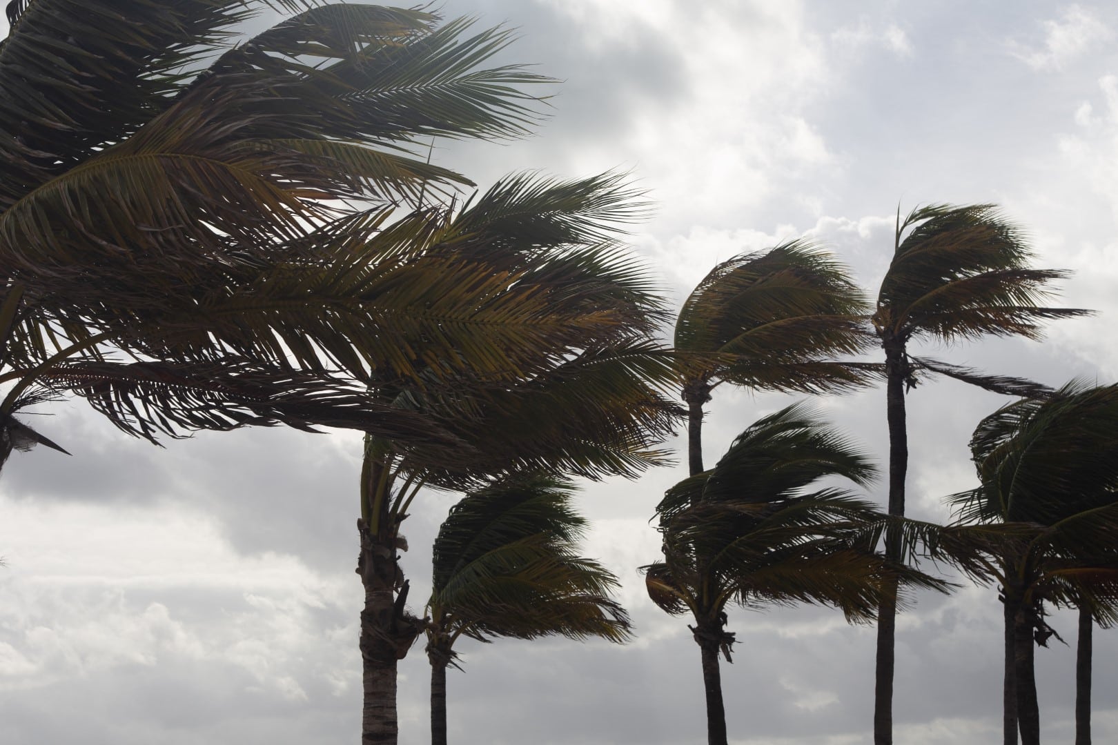 Palm Trees in the Wind