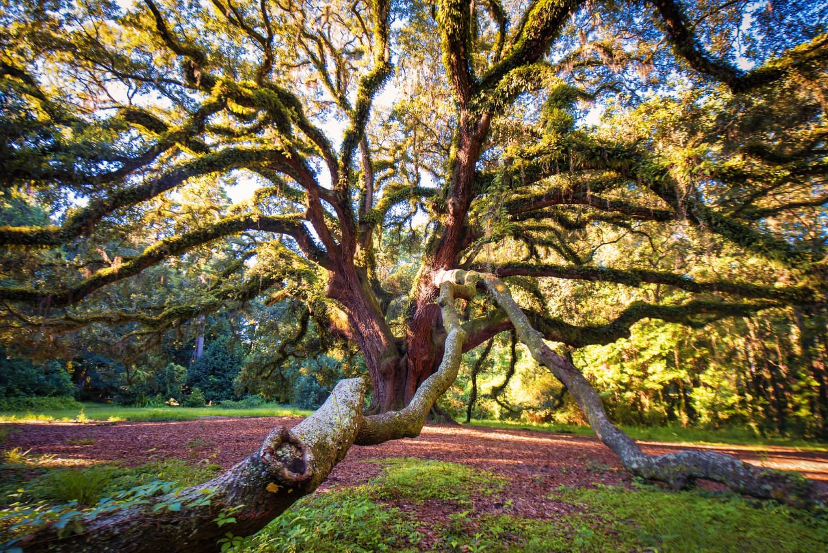 Lichgate Tree Tallahassee Florida