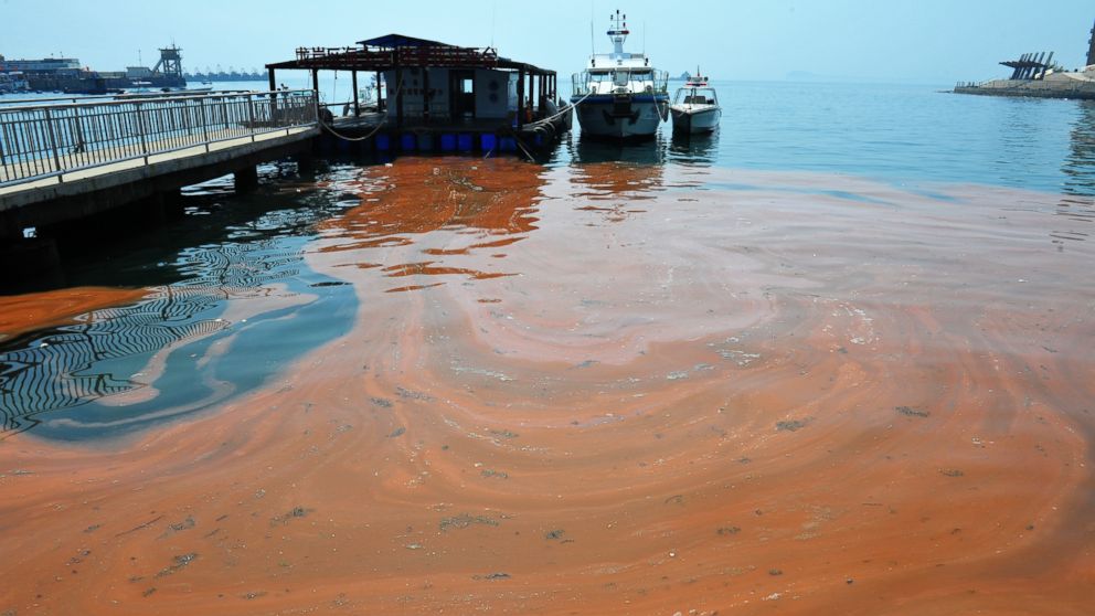 algal bloom red tide algae