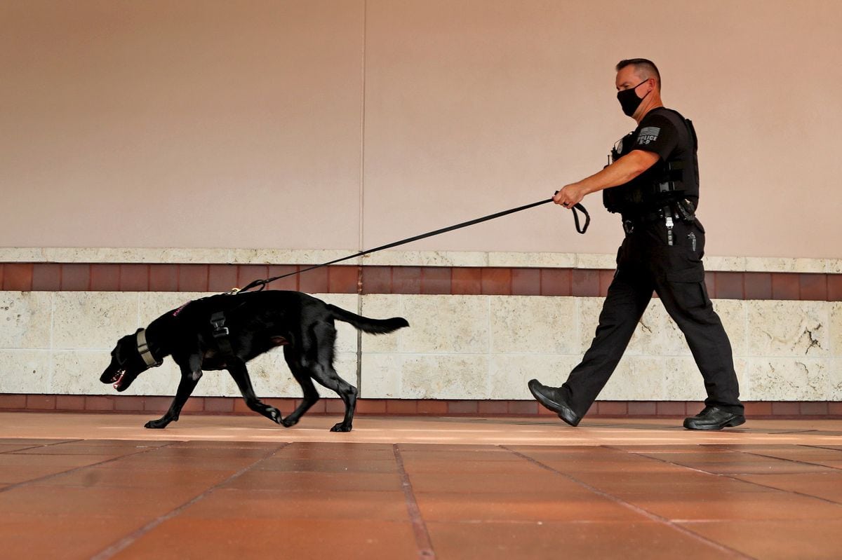 gun sniffing dog