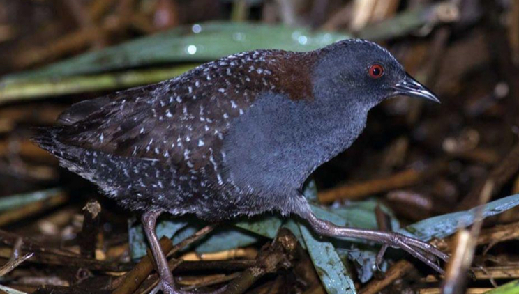 Eastern-black-rail.jpg