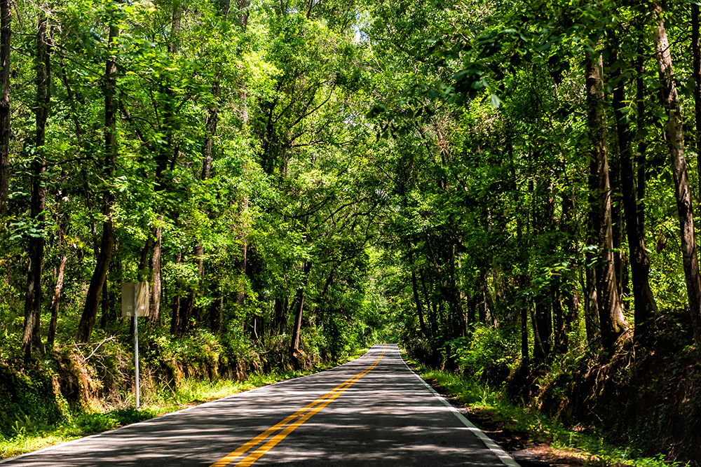 Tallahassee, USA Capital city miccosukee street scenic canopy ro