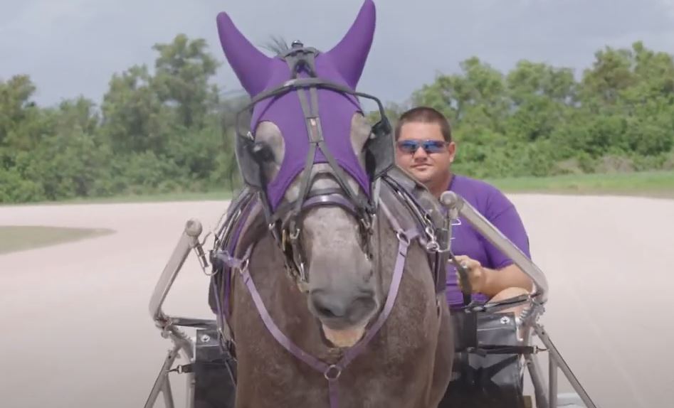 Standardbred-horse-racing.jpg