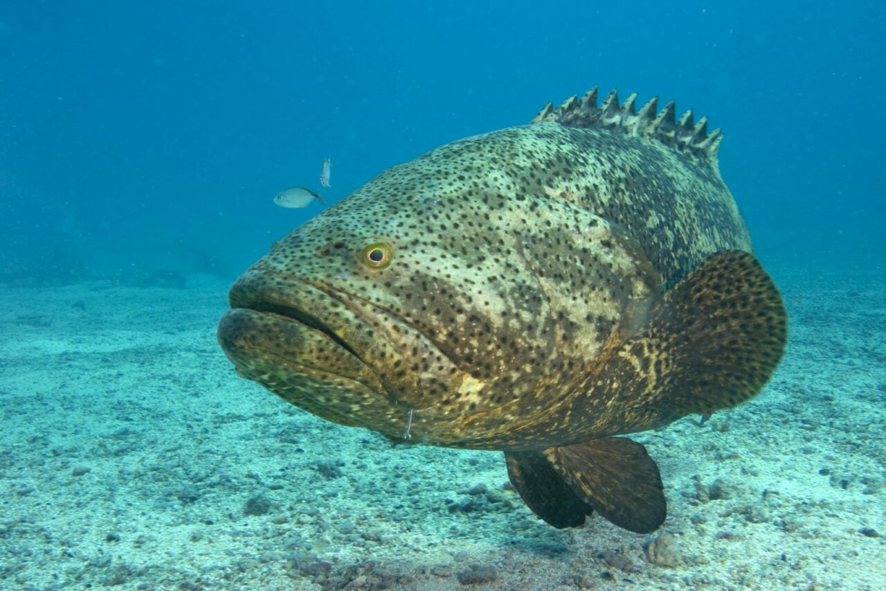 golith-grouper-Large-1280x853.jpeg