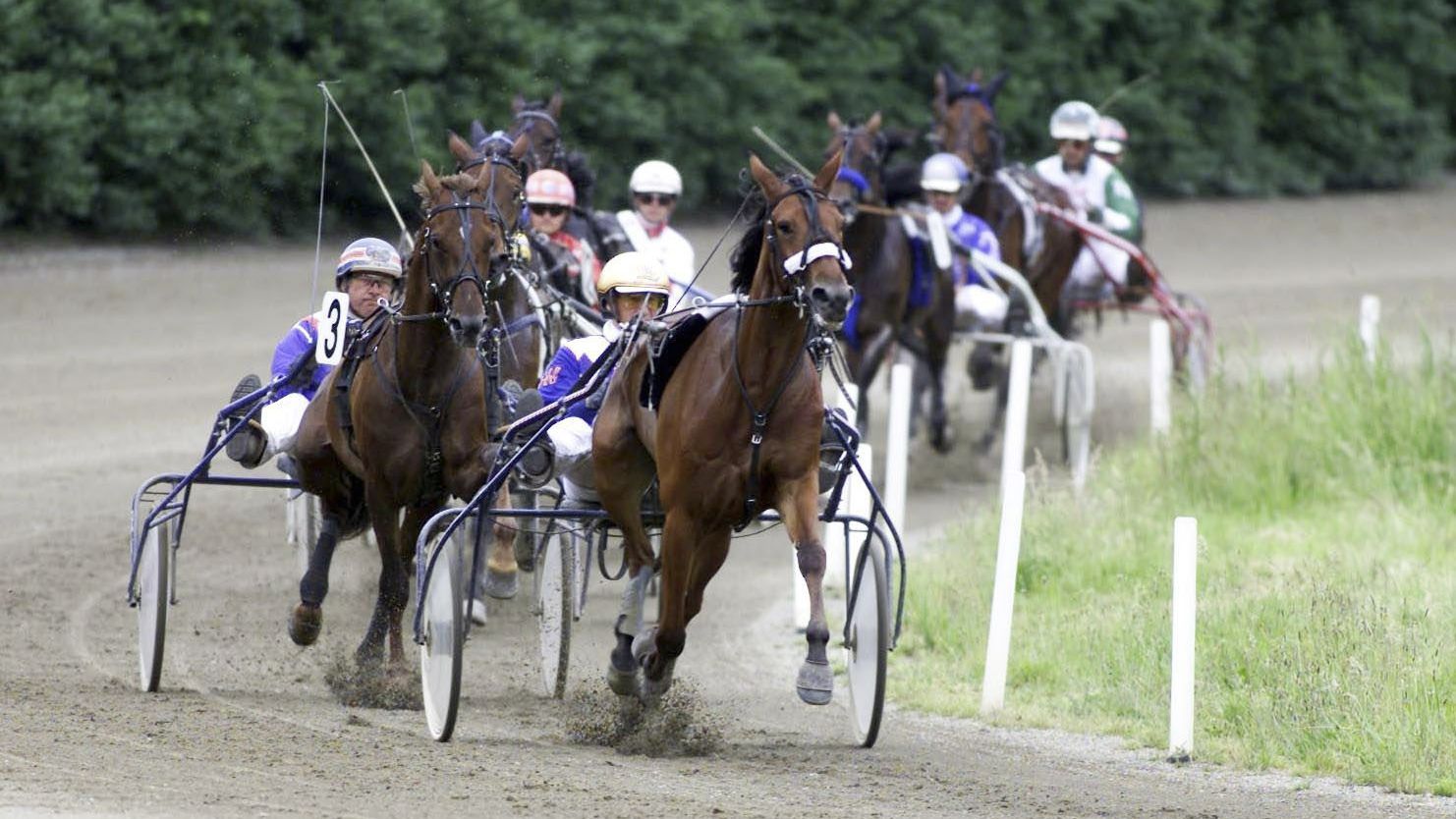 standardbred horse