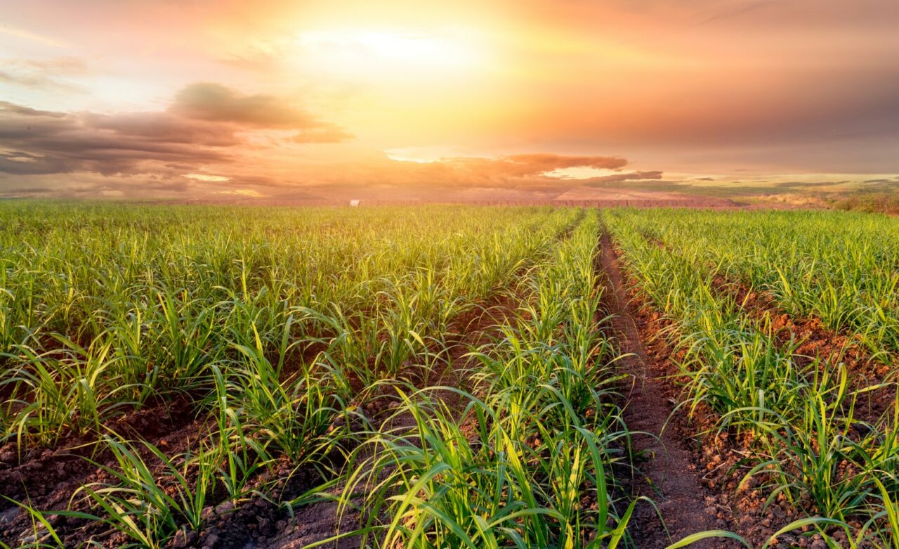 sugar farm field on sunset time