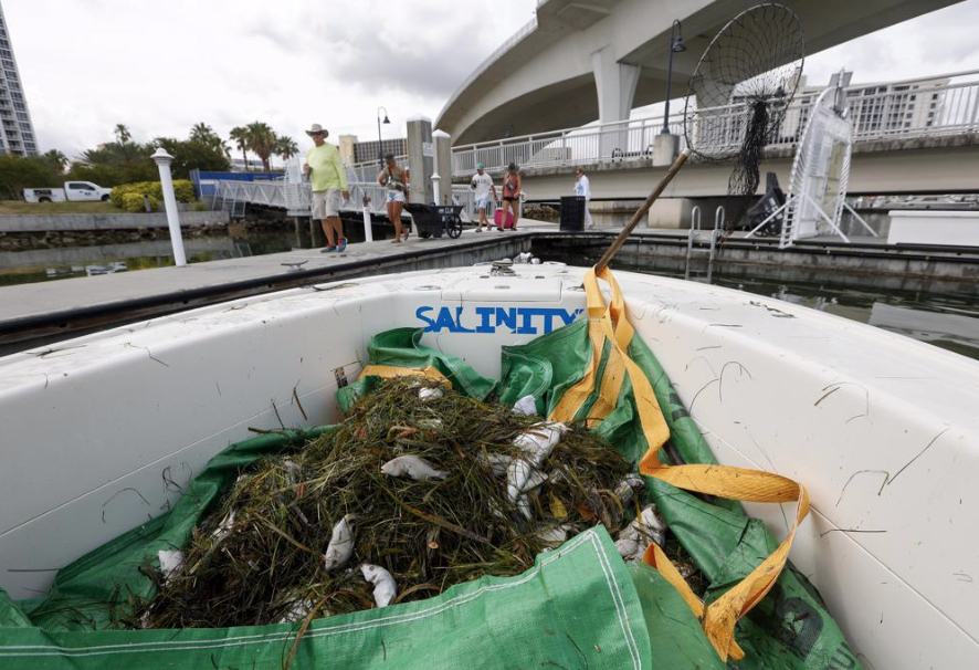 A pile of dead fish in Clearwater.