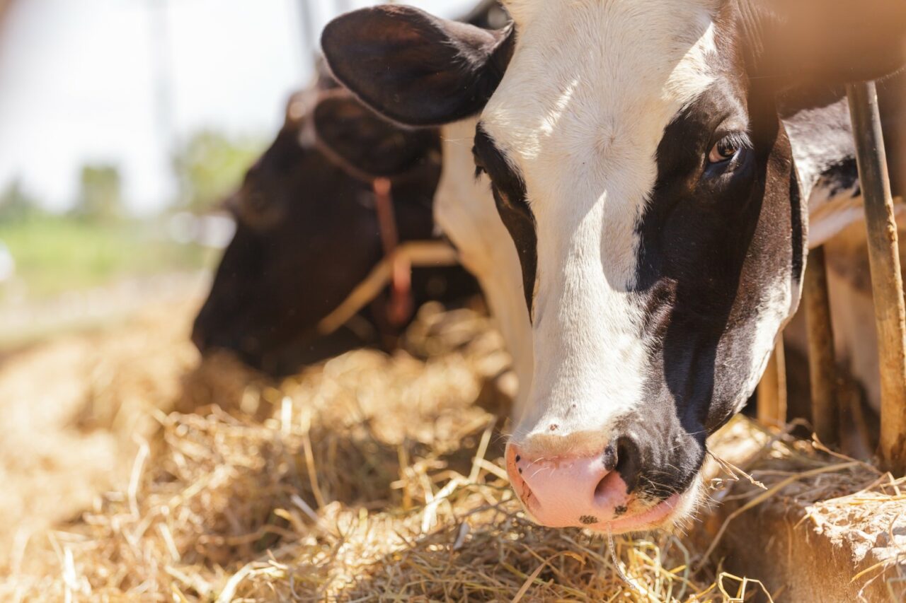 Cows in farm