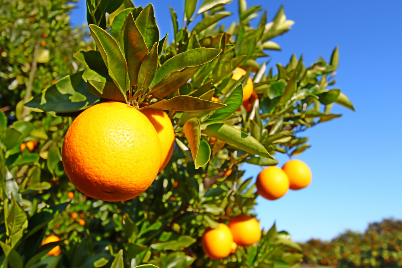 florida-agriculture-1280x853.jpeg