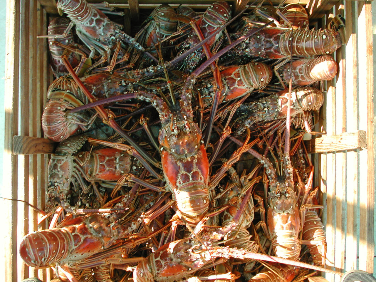 Spiny lobster season kicks off amid an unexplained population drop