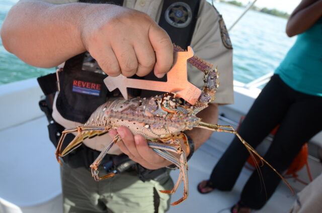 Spiny lobster season kicks off amid an unexplained population drop